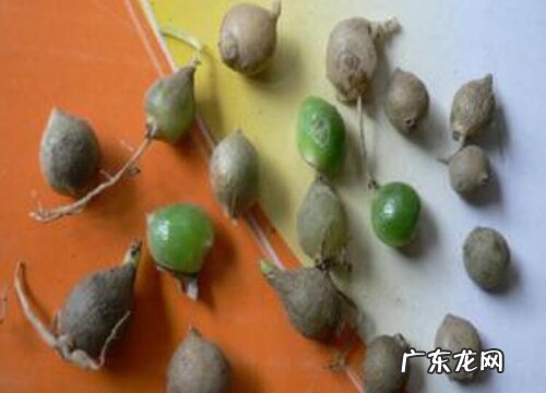 万年青有种子吗