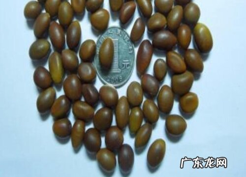 万年青有种子吗