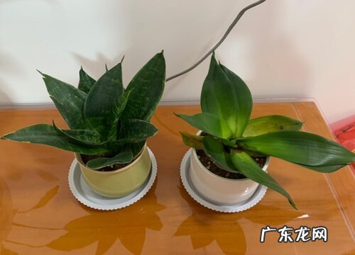 虎皮兰有种子吗