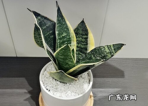 虎皮兰有种子吗