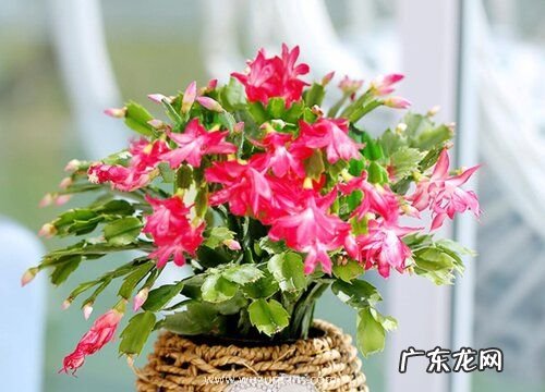 蟹爪兰有种子吗