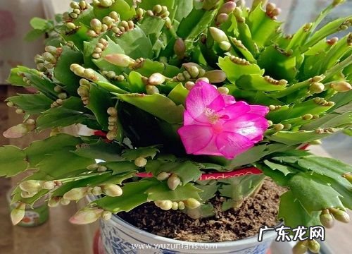 蟹爪兰有种子吗