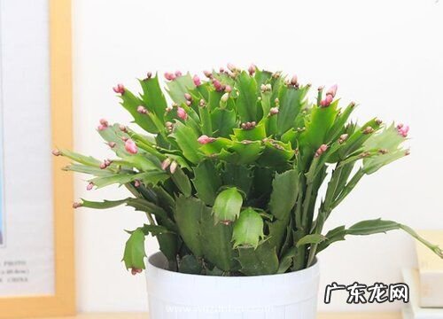 蟹爪兰有种子吗