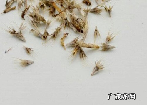 非洲菊有种子吗