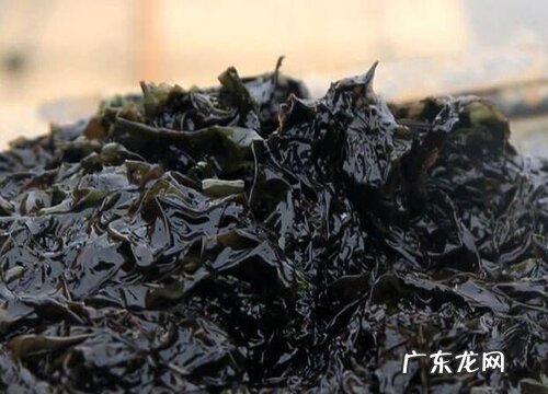 常见的药用植物有哪些