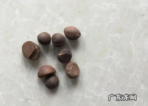 山茶花有种子吗