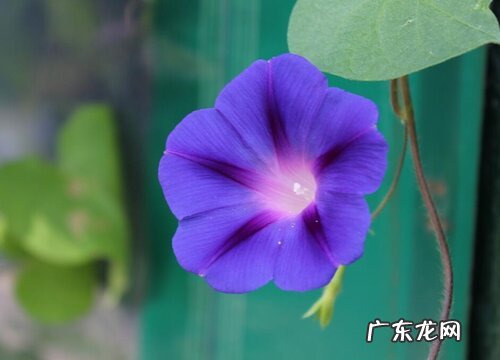 牵牛花多久能开花