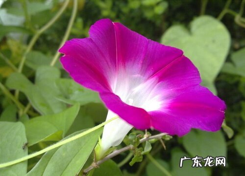 牵牛花多久能开花