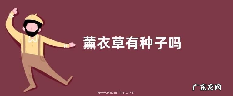 薰衣草有种子吗