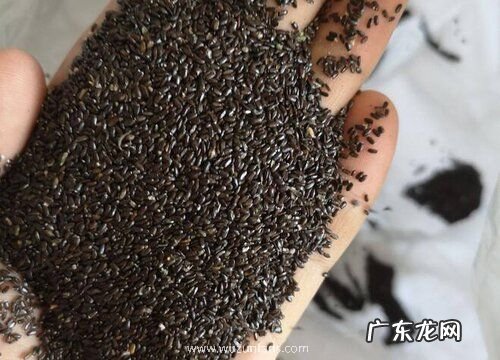 薰衣草有种子吗