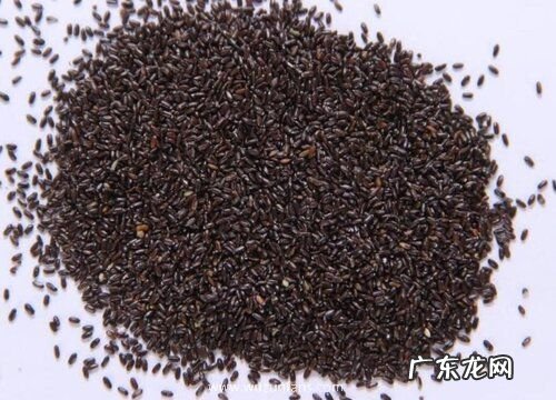 薰衣草有种子吗