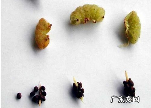 凤仙花有种子吗