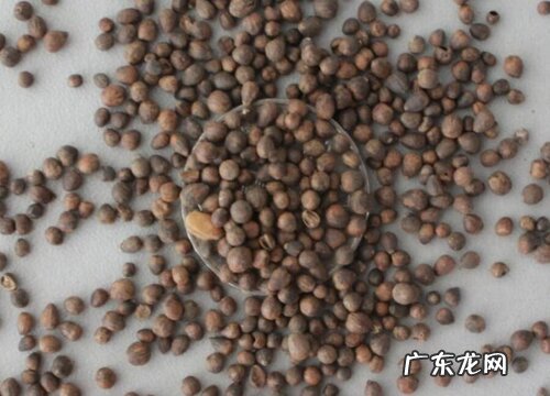 凤仙花有种子吗