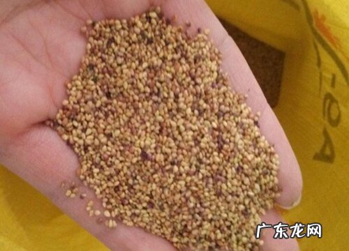 三叶草有种子吗