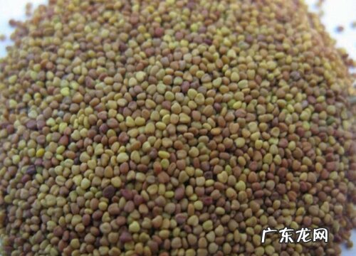 三叶草有种子吗