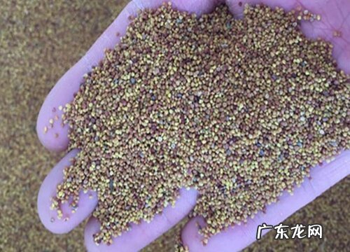 三叶草有种子吗