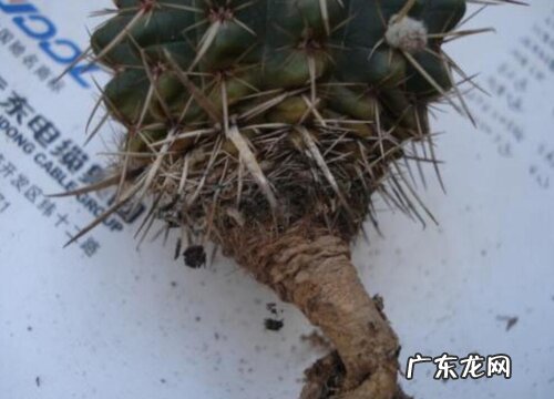仙人球的根是什么样子的