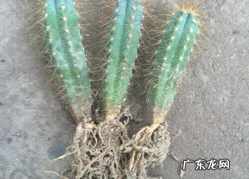 仙人球的根是什么样子的