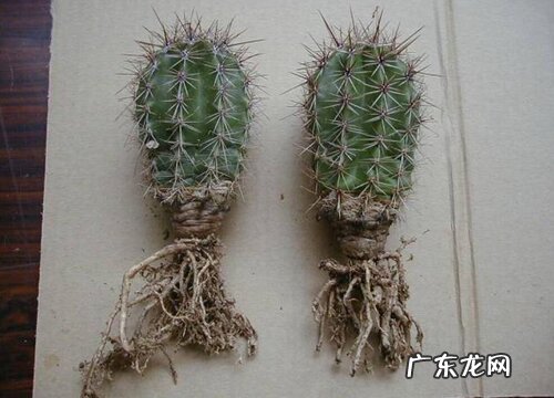 仙人球的根是什么样子的