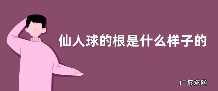 仙人球的根是什么样子的