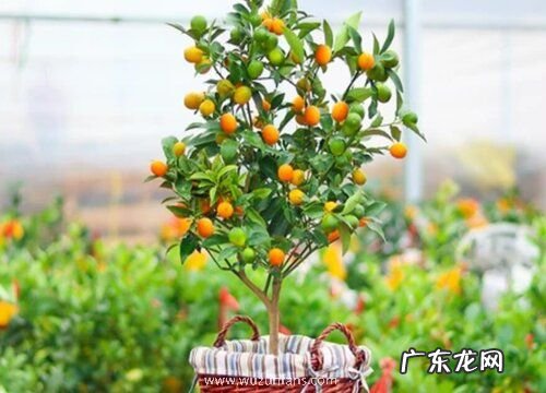 小金桔哪里产的最好吃