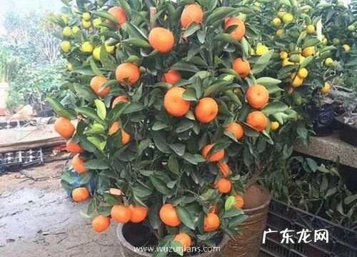 小金桔哪里产的最好吃