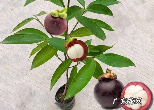 山竹是碳水化合物吗