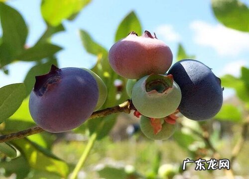 蓝莓什么季节种植合适
