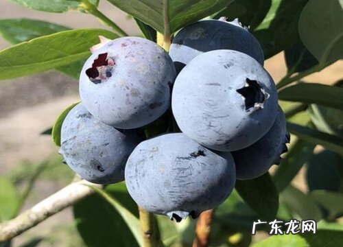 蓝莓什么季节种植合适