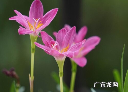 表示坚韧不拔的花 花语是坚韧不拔的花