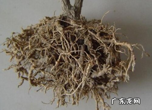 玫瑰花的根是什么样子的