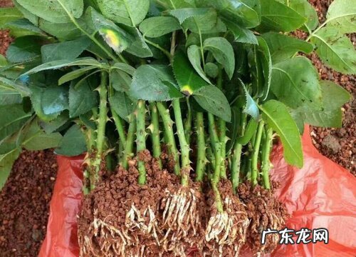 玫瑰花的根是什么样子的