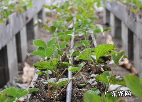 草莓的根是什么样子的