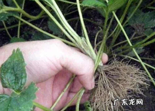 草莓的根是什么样子的