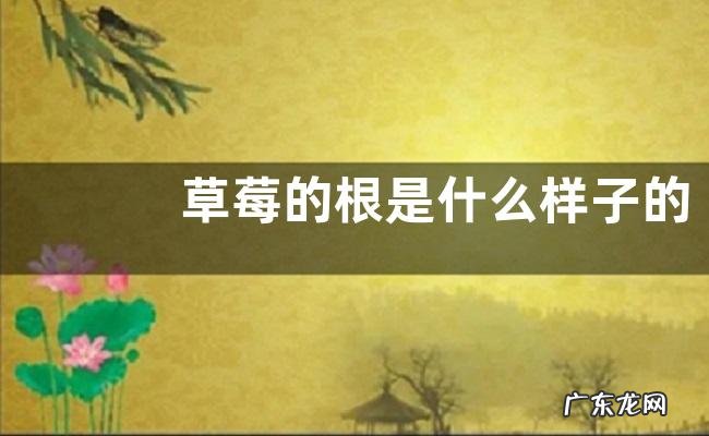 草莓的根是什么样子的