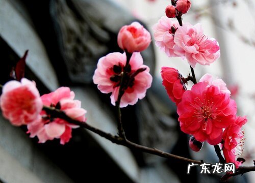 梅花的花期是什么时候