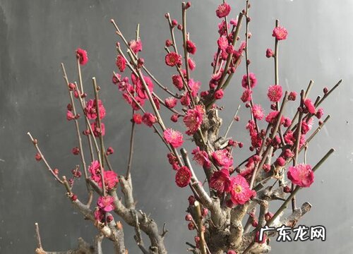 梅花的花期是什么时候