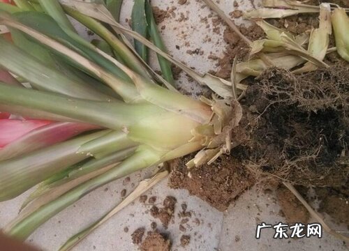 鸿运当头的根是什么样子的