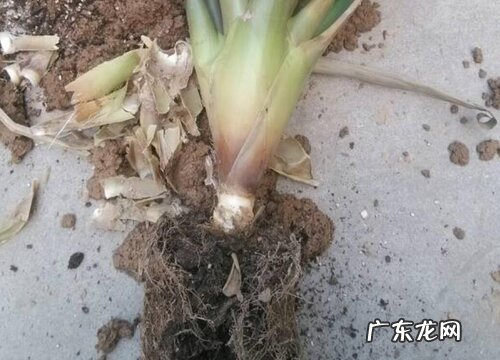 鸿运当头的根是什么样子的