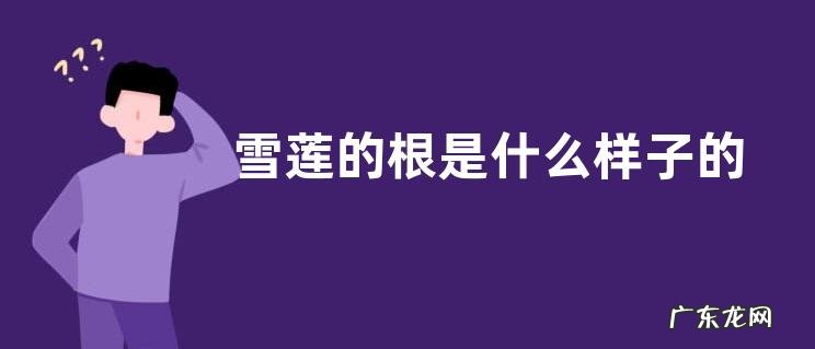 雪莲的根是什么样子的