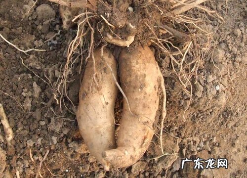 雪莲的根是什么样子的