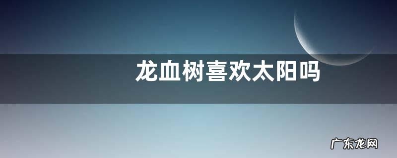 龙血树喜欢太阳吗