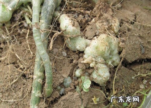 西瓜的根是什么样子的