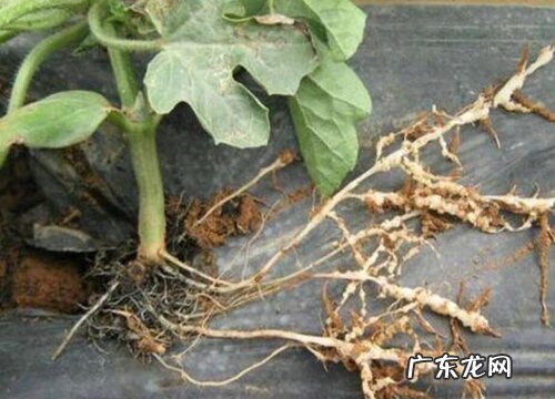 西瓜的根是什么样子的