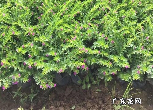 满天星的根是什么样子的