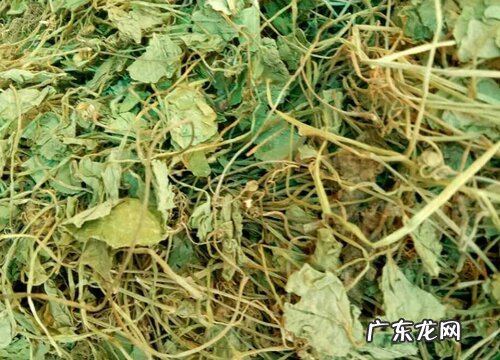 满天星的根是什么样子的