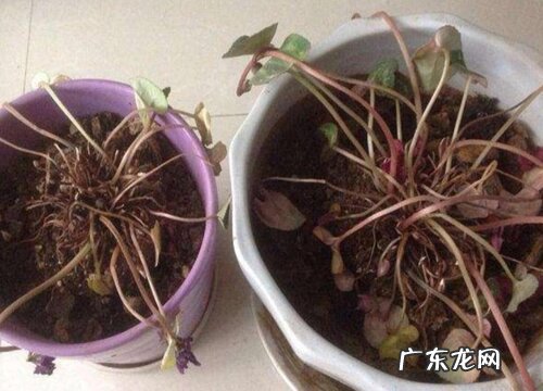 仙客来的根是什么样子的