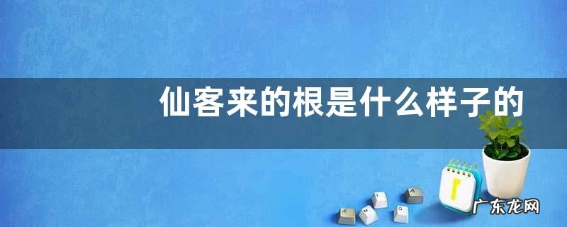 仙客来的根是什么样子的