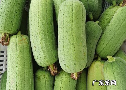 丝瓜是碳水化合物吗