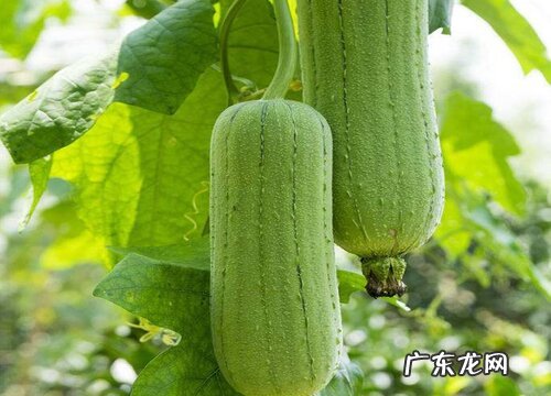 丝瓜是碳水化合物吗